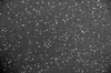 Regranulat 1050 5% Szary / 8mm / 1,25x10m / SCP Select